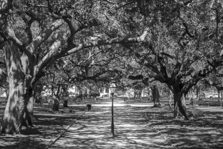 Mooi eiken laan in Charleston